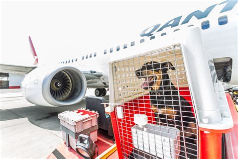 Aeromexico cargo envio de mascotas